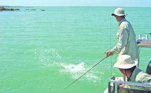 When we headed south to fish the beaches and rocks the barra were right on the job, smashing lures and leaping all over the place in the shallow water.